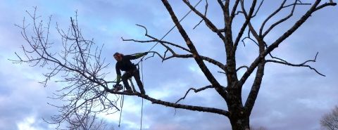 Taille d'arbre ardeche